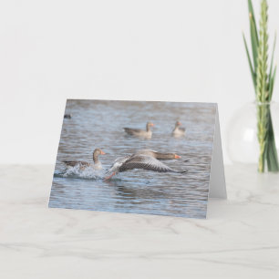Gänsegeas-Foto Karte