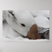 Gänsegesicht Poster (Vorne)