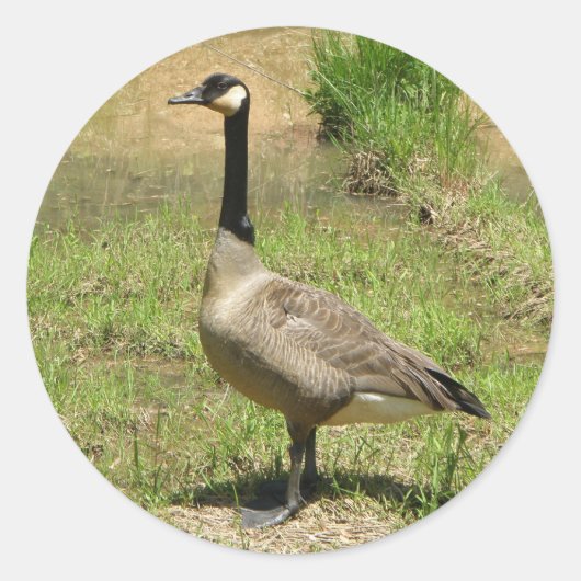 Gänsehaufkleber Runder Aufkleber (Vorderseite)