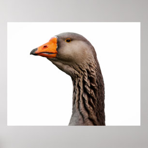 Gänsehaut Poster