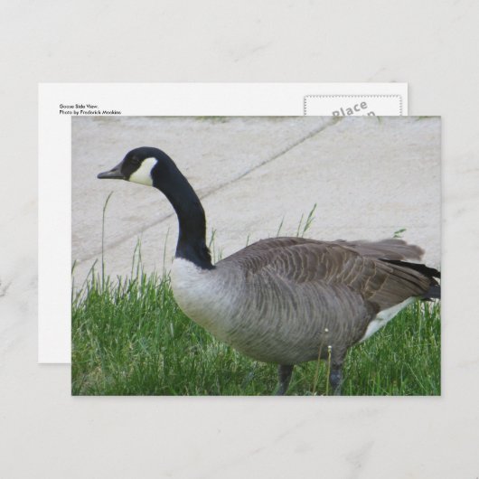 Gänsehaut Postkarte (Vorne/Hinten)