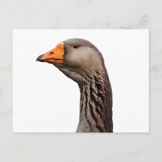 Gänsehaut Postkarte (Vorderseite)