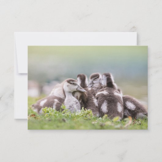 Gänsehuchskarte (Vorderseite)