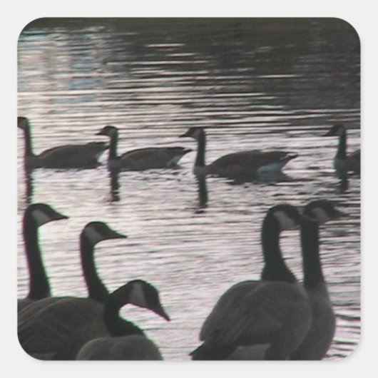 Gänsekleber Quadratischer Aufkleber (Vorderseite)