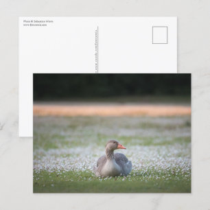 Gänsenatur-Foto Postkarte