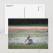 Gänsenatur-Foto Postkarte (Vorne/Hinten)