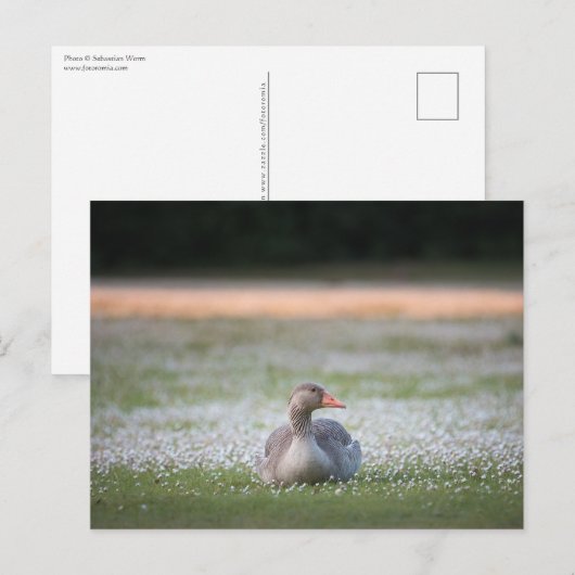 Gänsenatur-Foto Postkarte (Vorne/Hinten)