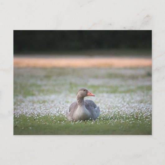 Gänsenatur-Foto Postkarte (Vorderseite)