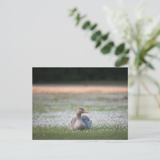 Gänsenatur-Foto Postkarte (Stehend Vorderseite)