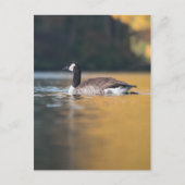 Gänsenatur-Foto Postkarte (Vorderseite)