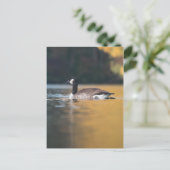 Gänsenatur-Foto Postkarte (Stehend Vorderseite)