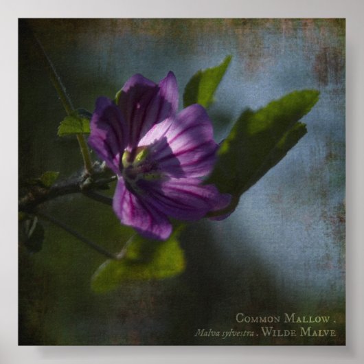 Gänseplakat Poster (Vorne)