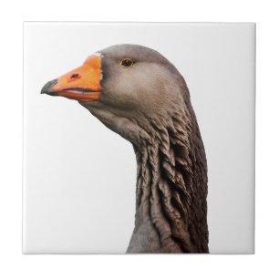 Gänseportrait Fliese