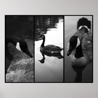 Gänseposter Poster