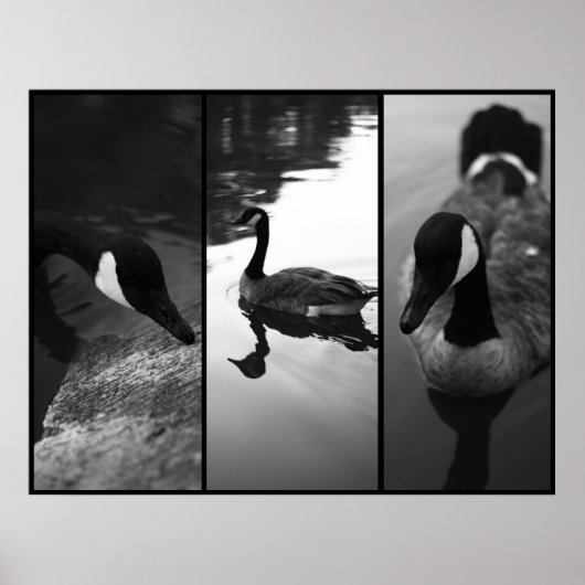 Gänseposter Poster (Vorne)