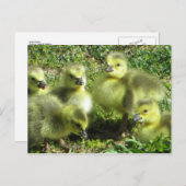 Gänserfamilie Postkarte (Vorne/Hinten)