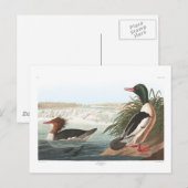 Gänsesäger Postkarte (Vorne/Hinten)