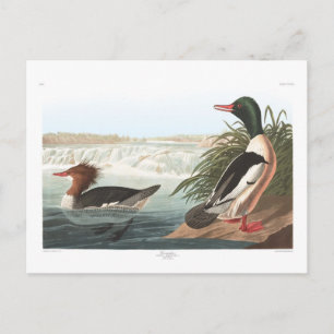 Gänsesäger Postkarte