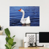 Gänseschwamm auf blauem Foto Poster (Heimbüro)