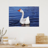 Gänseschwamm auf blauem Foto Poster (Küche)