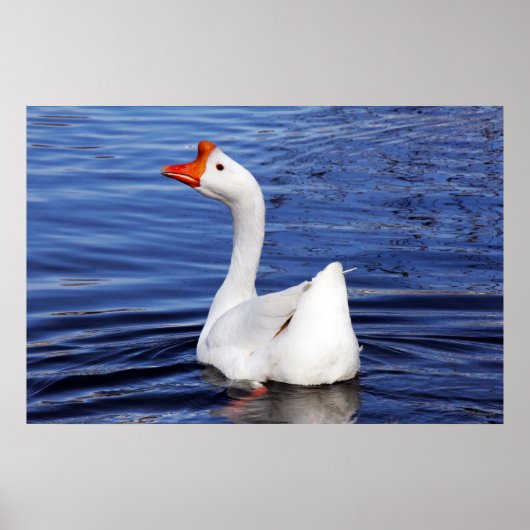 Gänseschwamm auf blauem Foto Poster (Vorne)