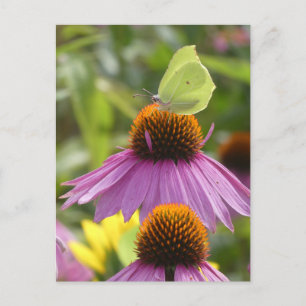 Gänsesteine-Schmetterling auf Blume-DIY Postkarte