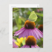 Gänsesteine-Schmetterling auf Blume-DIY Postkarte (Vorne/Hinten)