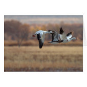 Gänsetrio (Vorderseite (Horizontal))