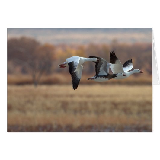 Gänsetrio (Vorderseite (Horizontal))