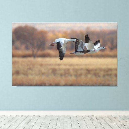 Gänsetrio Leinwanddruck (Insitu (Holzboden))