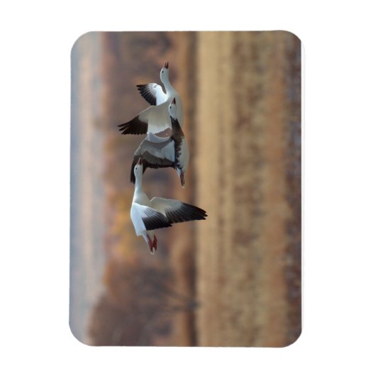 Gänsetrio Magnet (Vertikal)