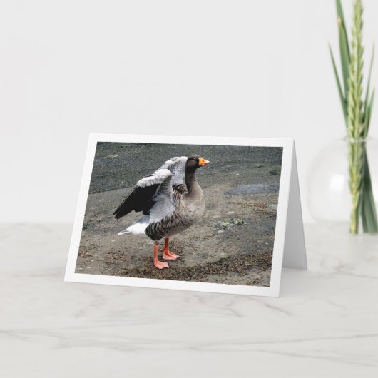 Gänsevögelportrait Karte (Vorderseite)