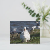 Gänsevorbehandlung Postkarte (Stehend Vorderseite)