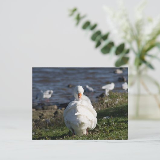 Gänsevorbehandlung Postkarte (Stehend Vorderseite)