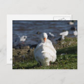 Gänsevorbehandlung Postkarte (Vorne/Hinten)