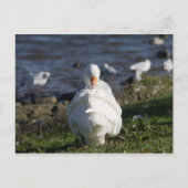 Gänsevorbehandlung Postkarte (Vorderseite)