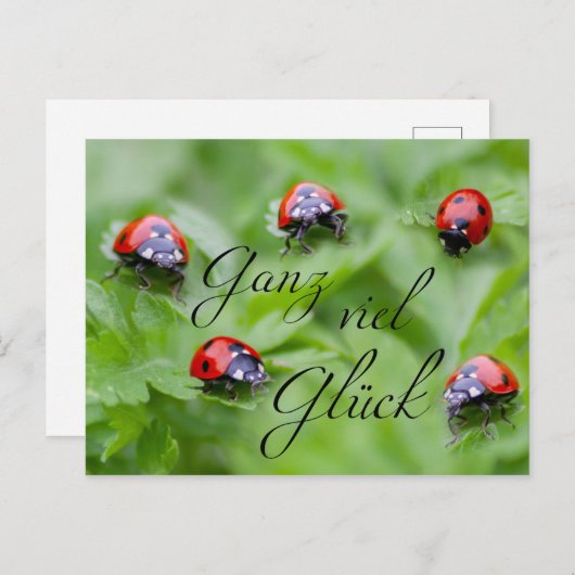Ganz viel Glück - mit Marienkäfern! Postkarte (Vorne/Hinten)