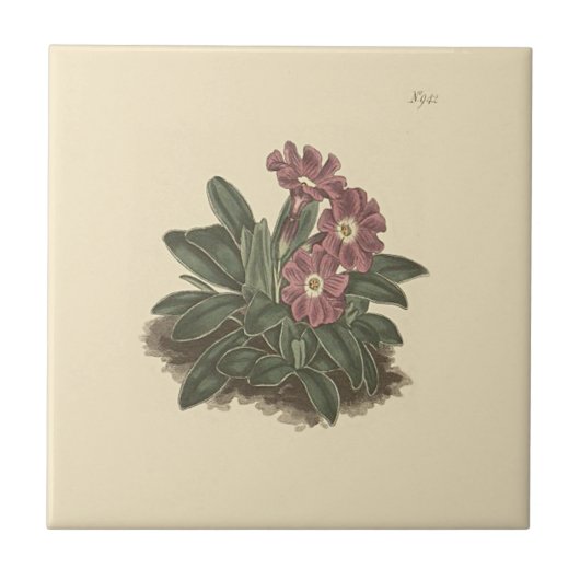Ganze hinterlassene Primrose Botanische Illustrati Fliese (Vorderseite)