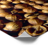 ganze Koriander Poster (Ecke)