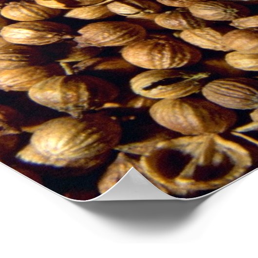 ganze Koriander Poster (Ecke)