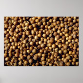 ganze Koriander Poster (Vorne)