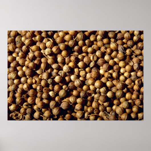 ganze Koriander Poster (Vorne)