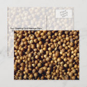 ganze Koriander Postkarte (Vorne/Hinten)