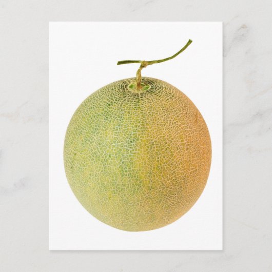 ganze Muskelmelone Postkarte (Vorderseite)