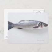 Ganzer Zwergfisch Postkarte (Vorne/Hinten)