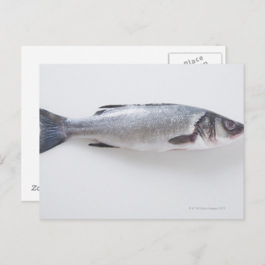 Ganzer Zwergfisch Postkarte (Vorne/Hinten)
