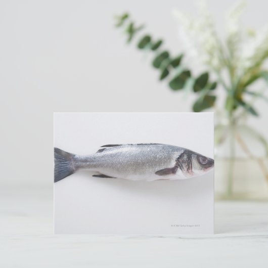 Ganzer Zwergfisch Postkarte (Stehend Vorderseite)