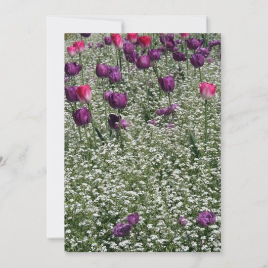 Garden 1 Tulips Gedenkfeier Ankündigung (Rückseite)