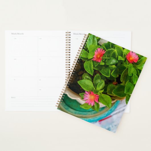 Garden Baby Sun Rose Pflanze in einem Topf Planer (Anzeige)