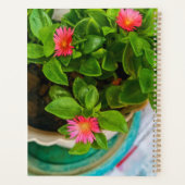 Garden Baby Sun Rose Pflanze in einem Topf Planer (Rückseite)